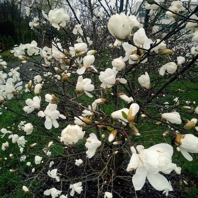 kolekcja magnolii