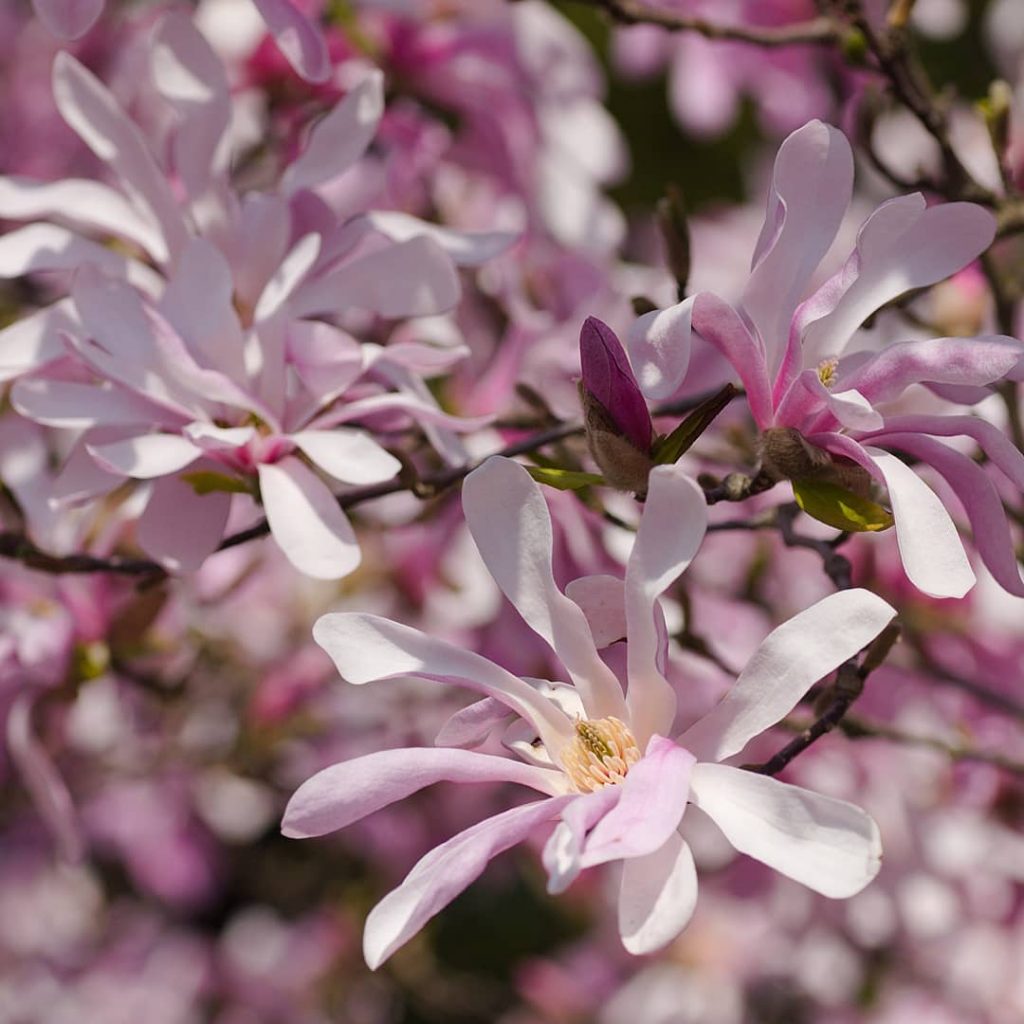 Magnolia stellata 'Amabilis'