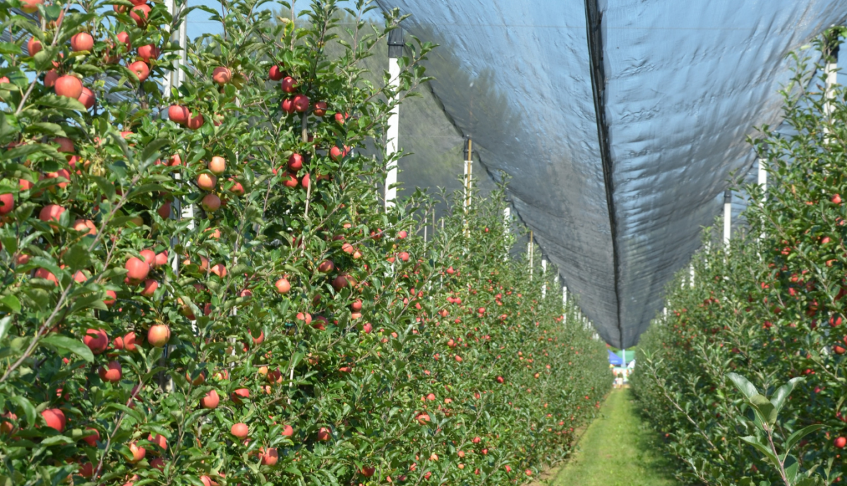 Experimental Orchard of the Warsaw University of Life Sciences