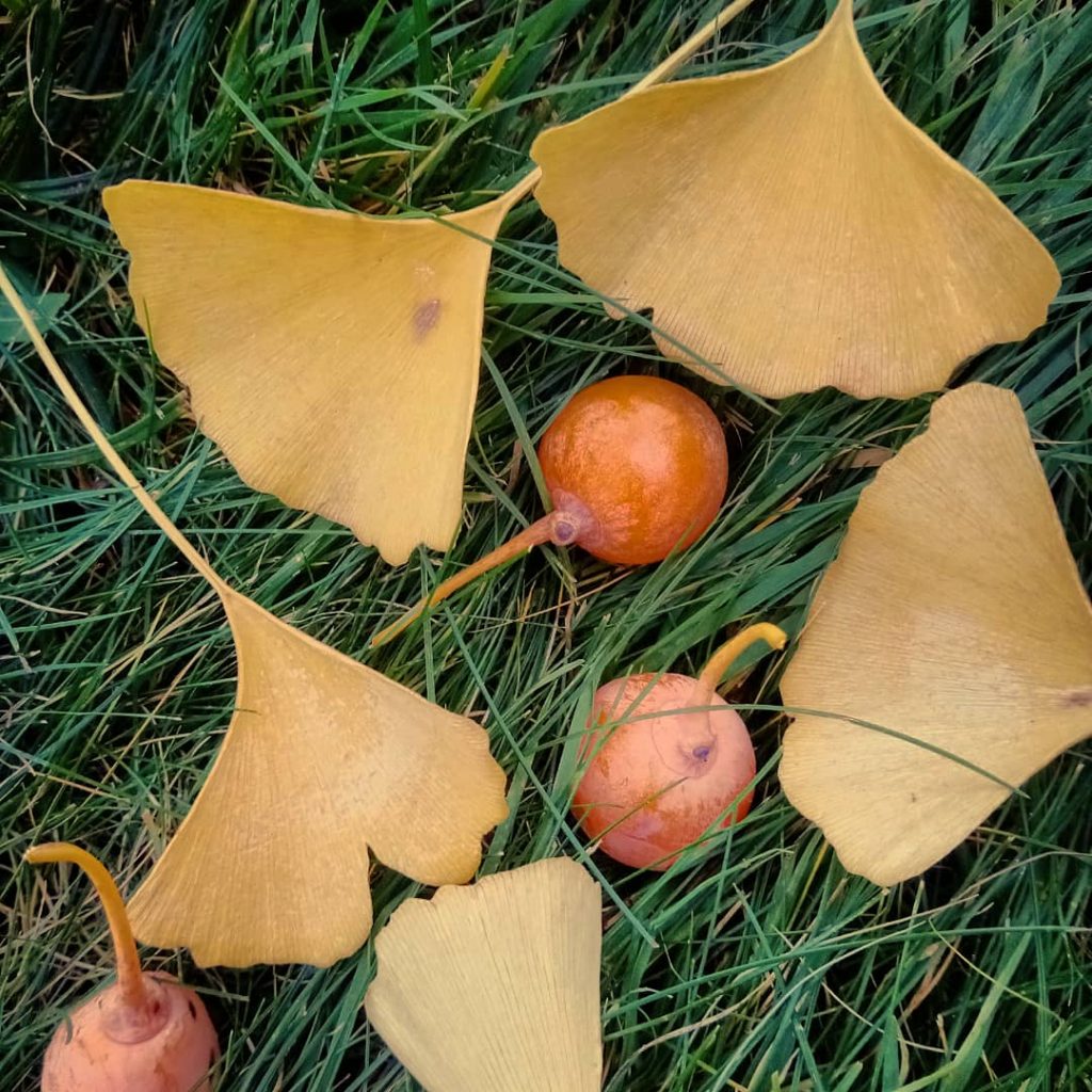 liście i owoce miłorzębu
