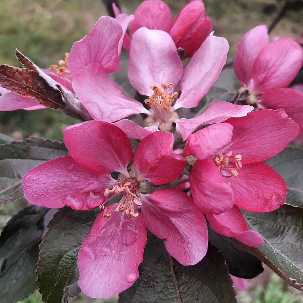 kwiaty jabłoni