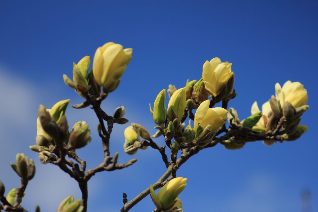 kwitnąca magnolia