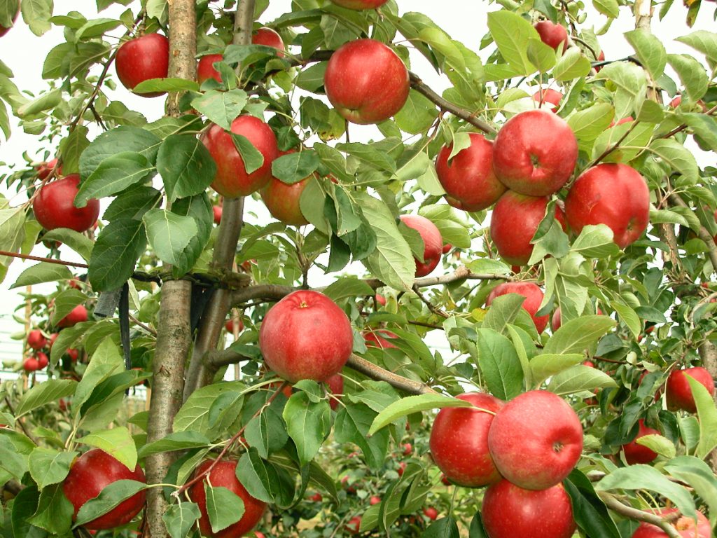 Owocujące jabłonie odmiany Sawa