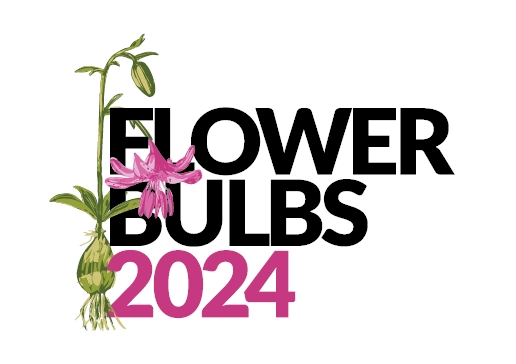 Flower Bulb 2024
