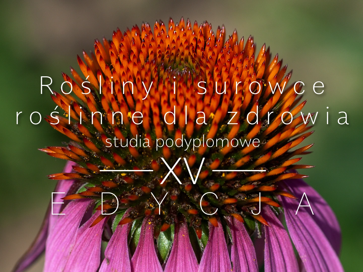 Rośliny i surowce roślinne dla zdrowia – jakość i wykorzystywanie XV edycja