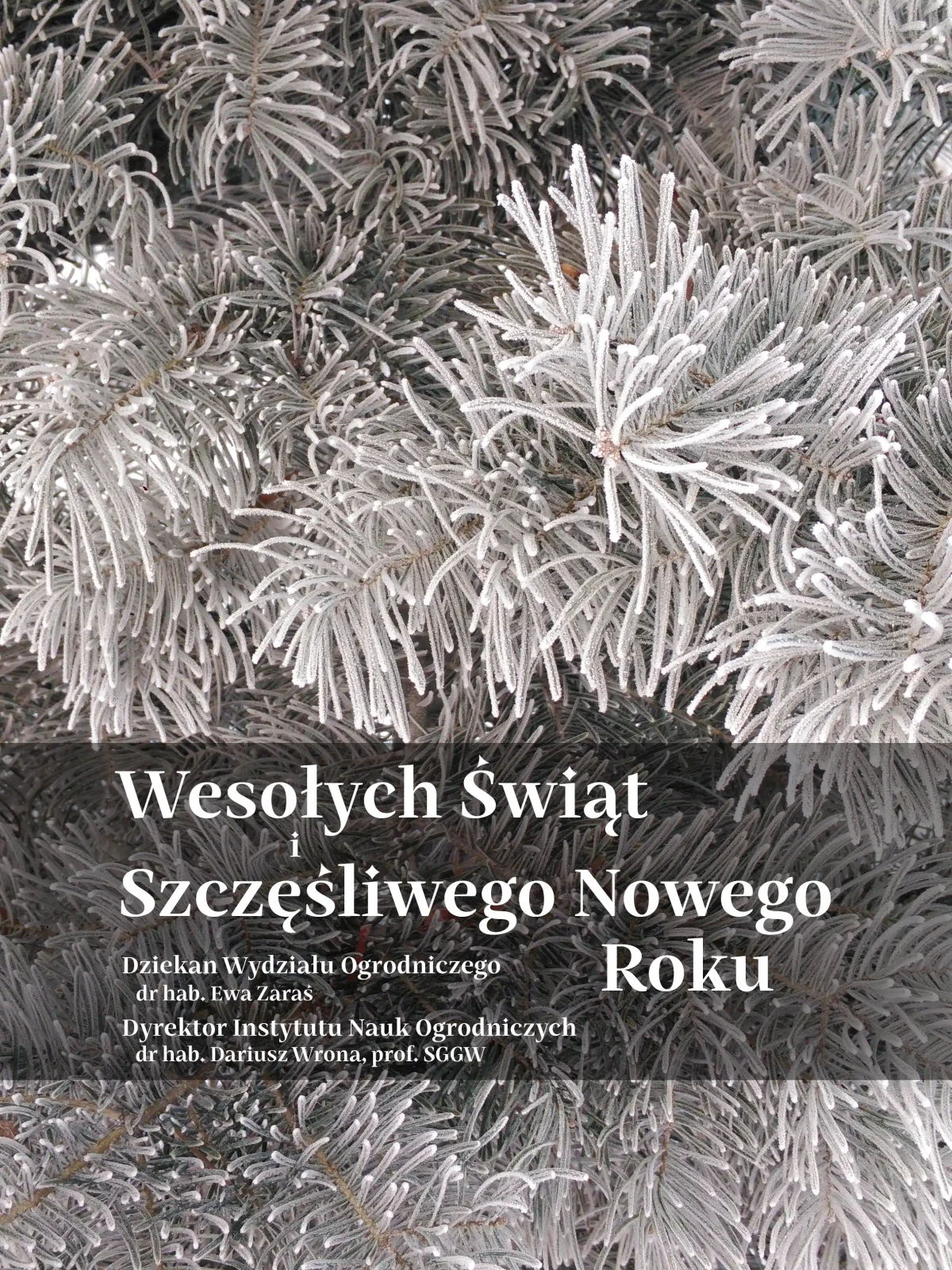 Najserdeczniejsze życzenia, cudownych Świąt Bożego Narodzenia, rodzinnego ciepła i wielkiej radości. Świąt dających radość i odpoczynek oraz nadzieję na Nowy Rok, żeby był lepszy niż ten mijający. życzą Dziekan Wydziału Ogrodniczego dr hab. Ewa Zaraś Dyrektor Instytutu Nauk Ogrodniczych dr hab. Dariusz Wrona, prof. SGGW