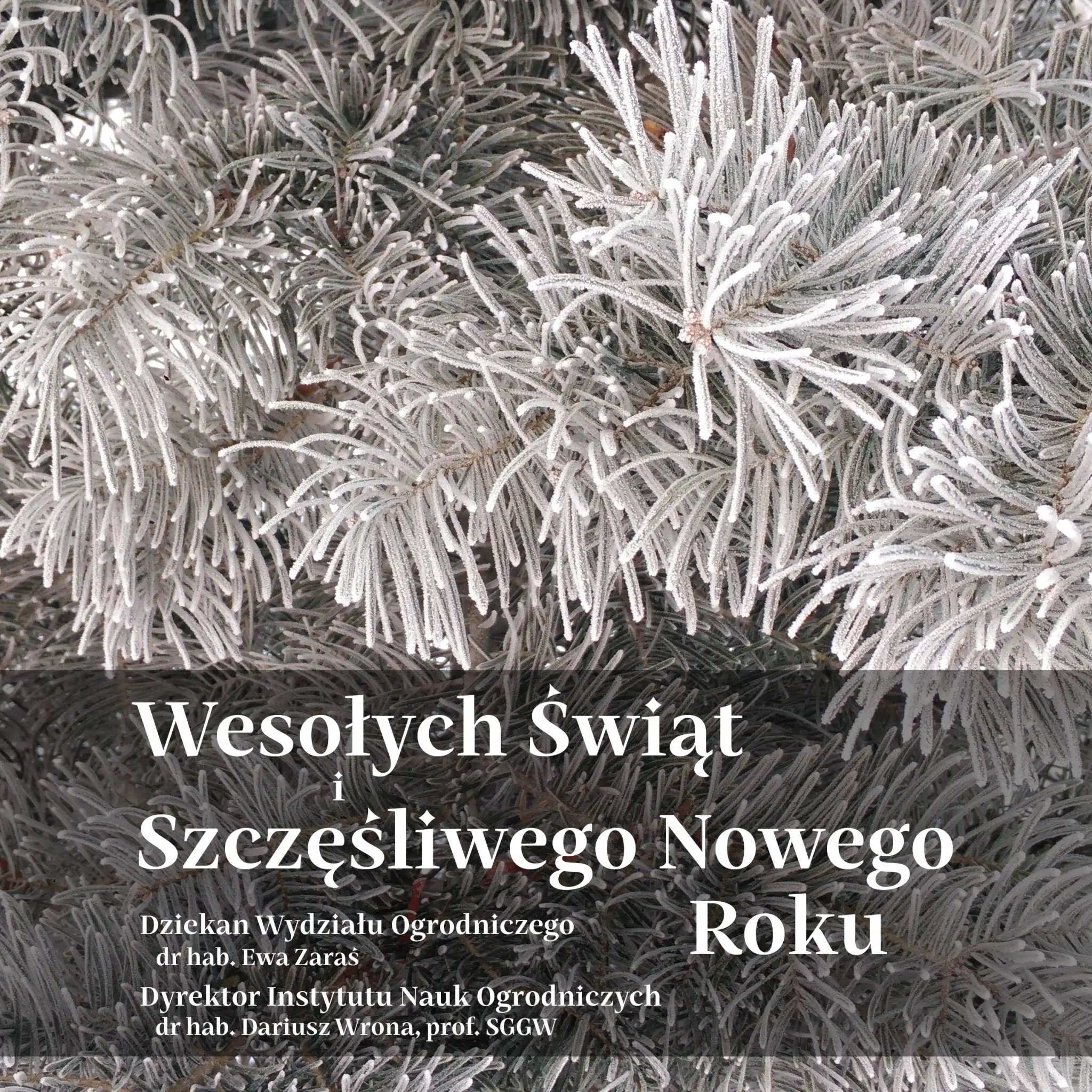 Najserdeczniejsze życzenia, cudownych Świąt Bożego Narodzenia, rodzinnego ciepła i wielkiej radości. Świąt dających radość i odpoczynek oraz nadzieję na Nowy Rok, żeby był lepszy niż ten mijający. życzą Dziekan Wydziału Ogrodniczego dr hab. Ewa Zaraś Dyrektor Instytutu Nauk Ogrodniczych dr hab. Dariusz Wrona, prof. SGGW