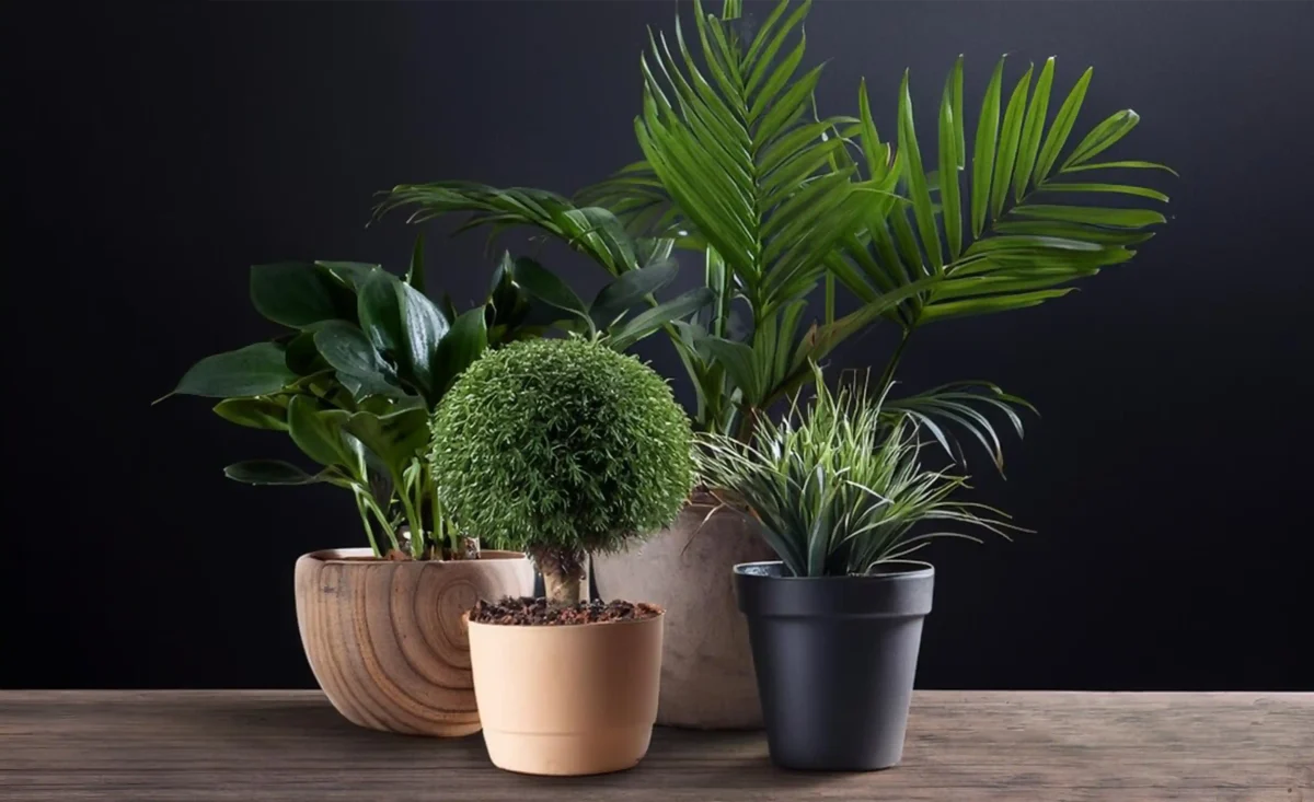 gmf ROSLINY DONICZKOWE