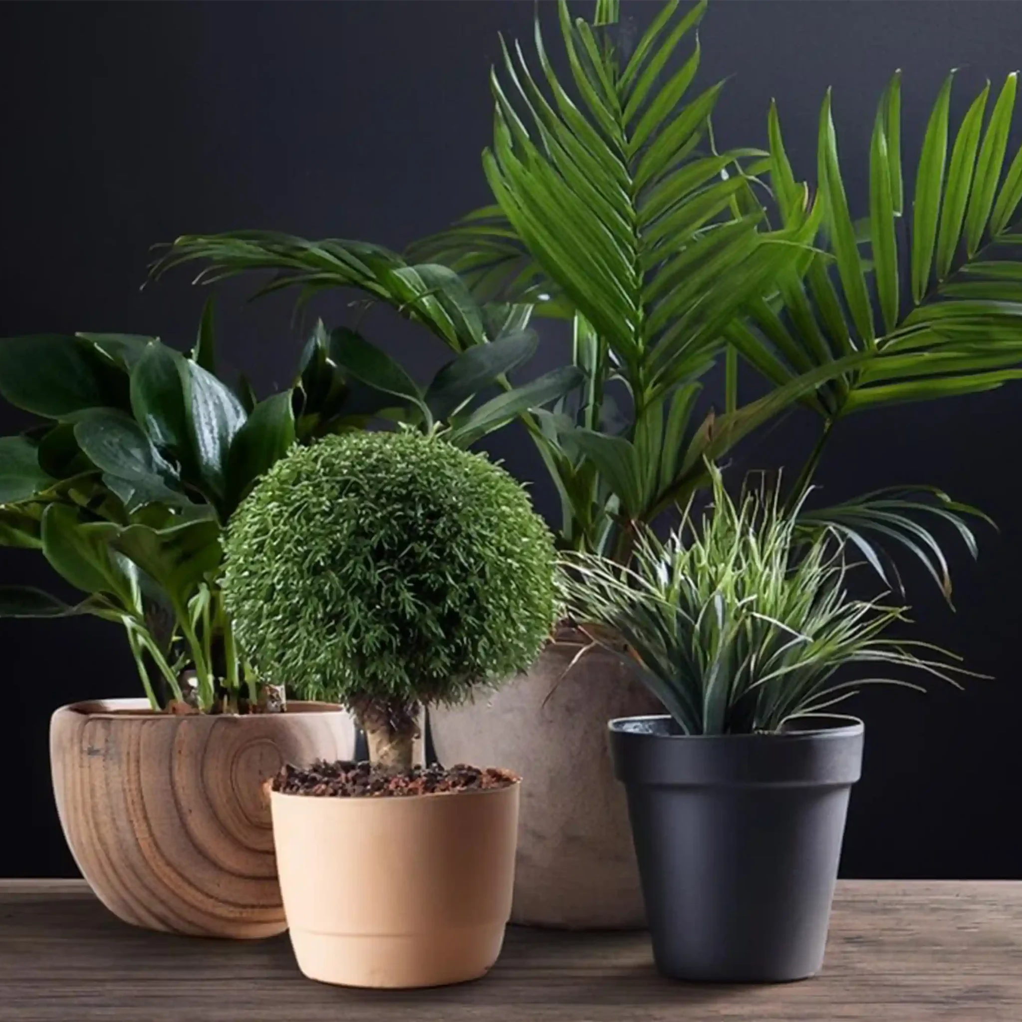 gmf ROSLINY DONICZKOWE